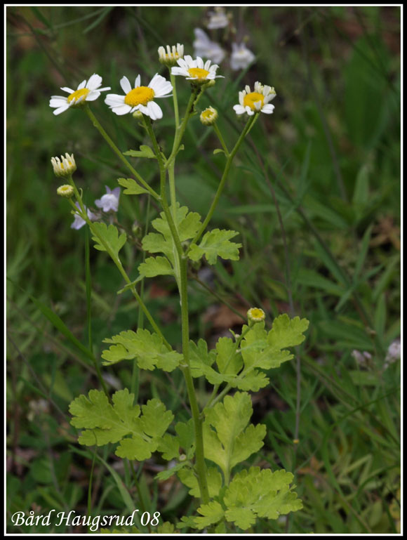 Matrem - Tanacetum parthenium