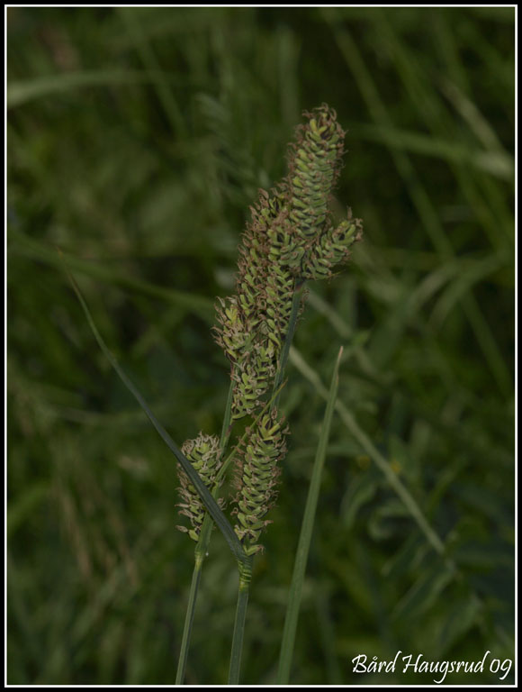 Hartmansstarr- Carex hartmanii